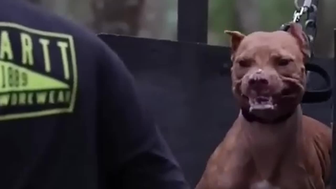 Pit bull dog attitude