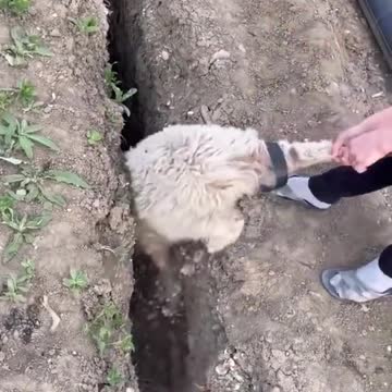 MY NAME IS GIOVANNI GIORGIO, Very funny and stupid ship