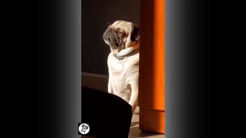 comedy Dogs/comedy video/Funny Dog