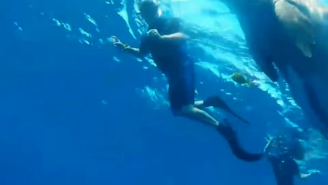 Scuba diving with Dyson the Dugong