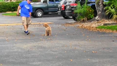 How to learn Dog training Instructional vedio