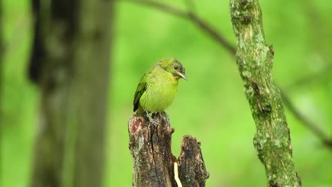 Yellow bird singing on the branches