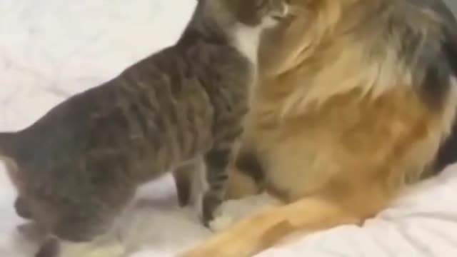 Funny Cat And Dog Hilarious Play Date| Short Video