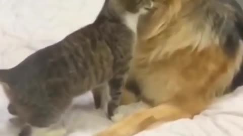 Funny Cat And Dog Hilarious Play Date| Short Video