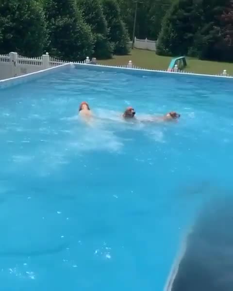 THREE PUPPY'S JUMP IN TO THE POOL.mp4