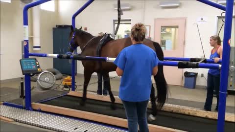 horse training(720p)