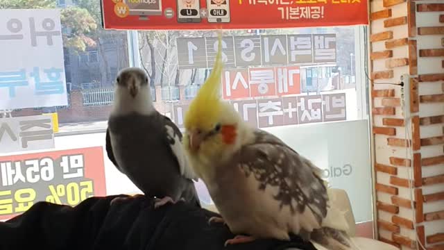 a greeting parrot