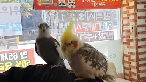 a greeting parrot
