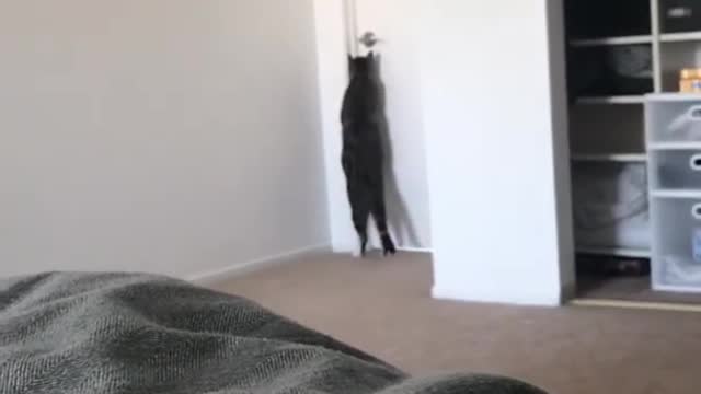 The wise cat is really a master