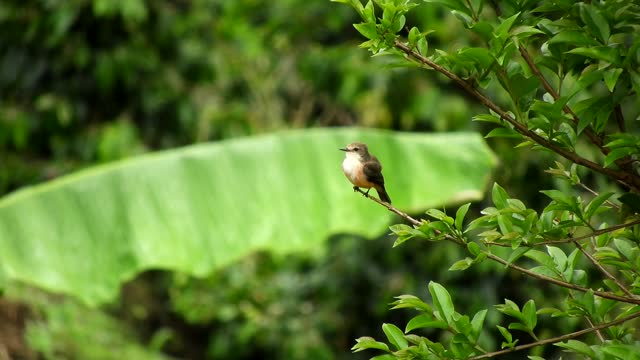 Nature,Nature video