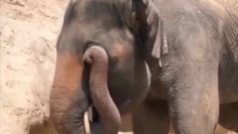 How An Elephant Rubs its Eye #shorts #shortsvideo #video #viral