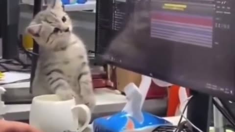 Funny Cat 😺😂😂😺 videos