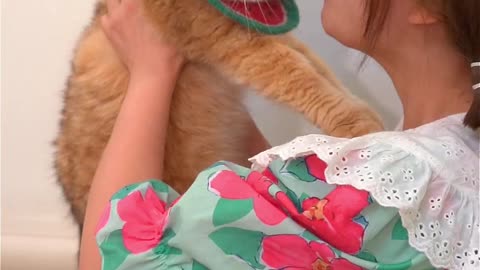 Funny cat videos..