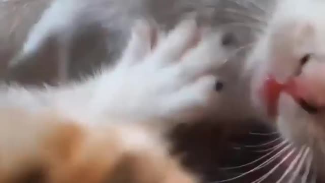 Cute cat fighting