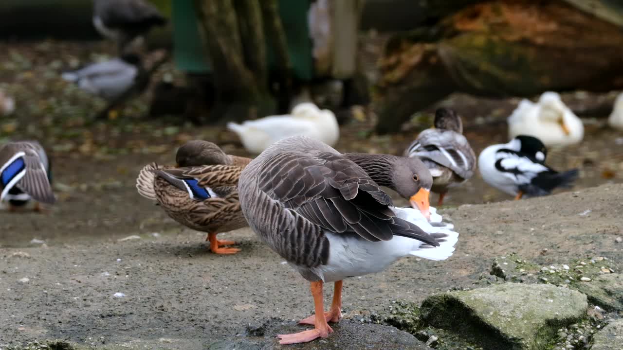 swan-white-bird-proudly-plumage