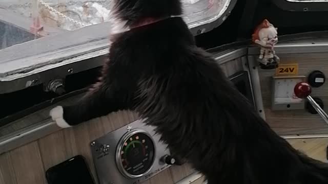 Cat at the helm