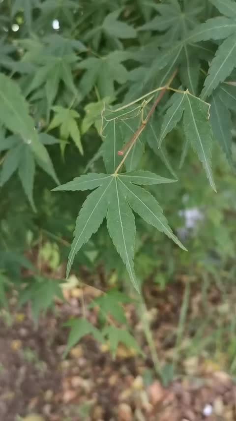 waiting for its flowers to bloom