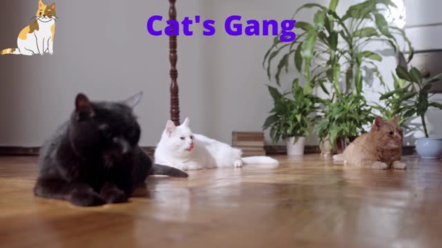 Cat’s Gang 2022| #FunnyCo| Funny Animal