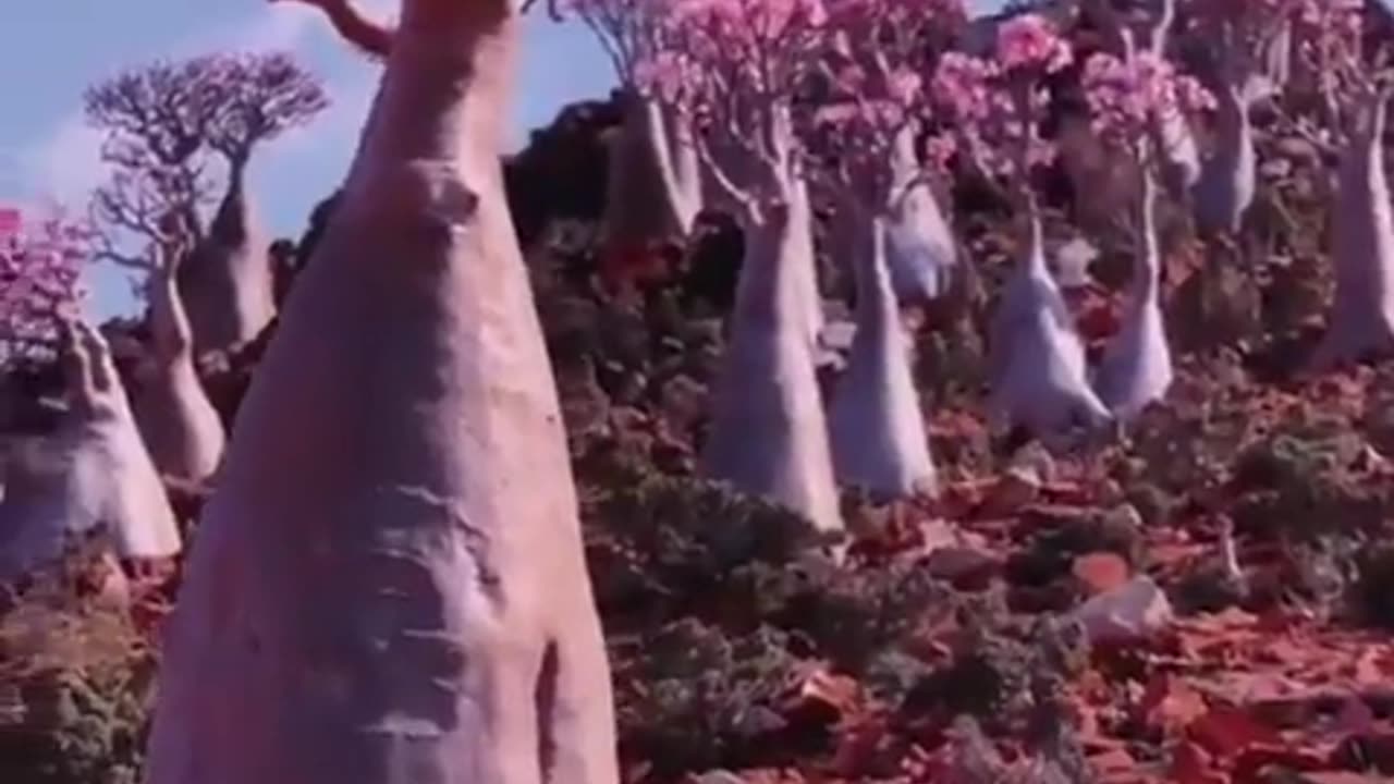 Desert Rose Trees