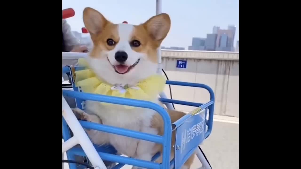 Fun time dog I spend my free time with my dog