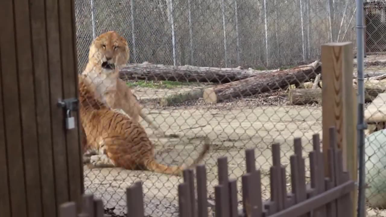 Liger vs Ti-Liger