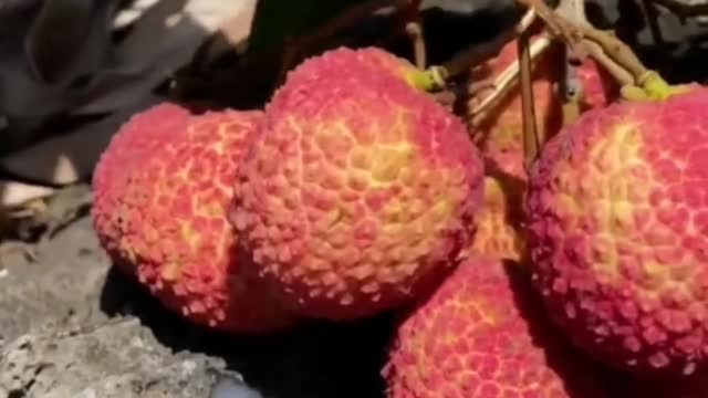 😍🍇🥭Farm Fresh Ninja Fruit Cutting (Desi Satisfying Fruit Ninja) 🍇🥭Fruit Ideas | Amazing Fruits 😍🍇