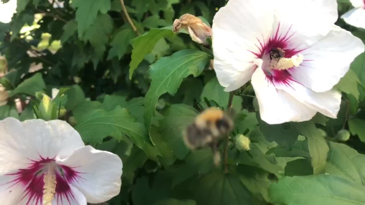 bees at work