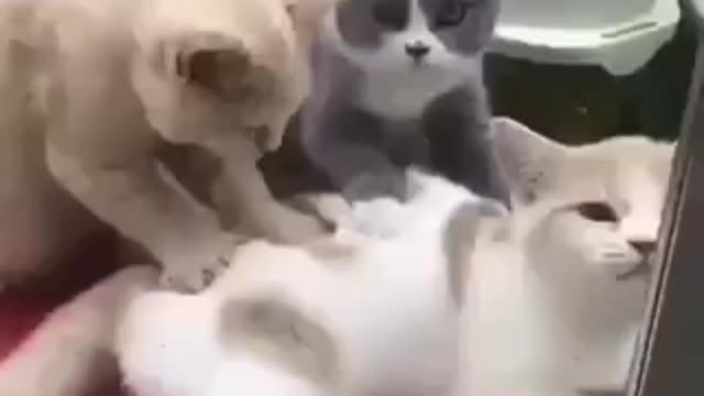 Wow Relaxing Body massage