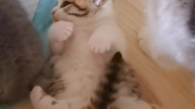 kitten jumping