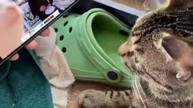 funny animals videos dogs and cats