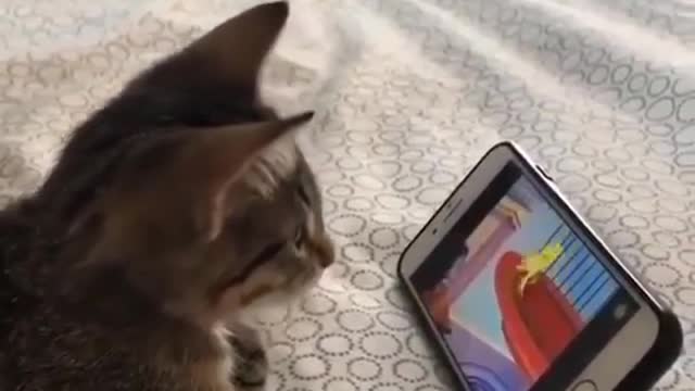 The cat who likes to watch "Tom and Jerry"