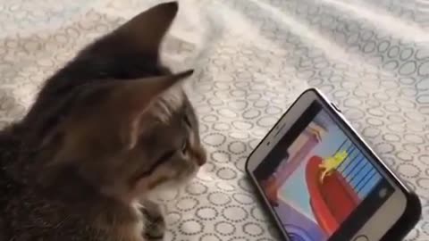 The cat who likes to watch "Tom and Jerry"