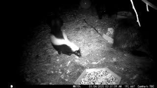 Mom and Baby Porcupine With Skunk