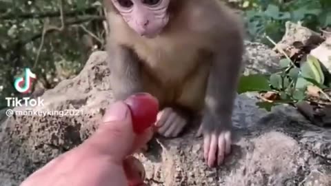 Mankey funny animal video