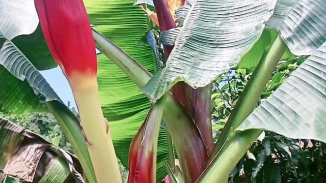 banana flower | daily life