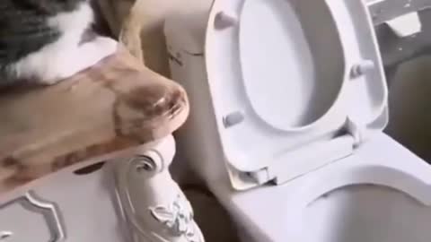 Funny kitiies 🤣😂