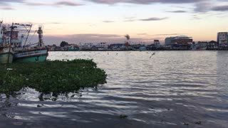 birds along the seawll