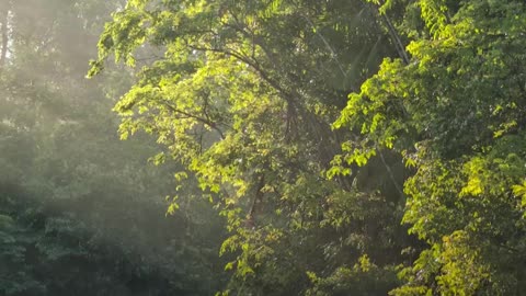 Anciano es rescatado con vida tras pasar 8 días perdido en la selva de Brasil