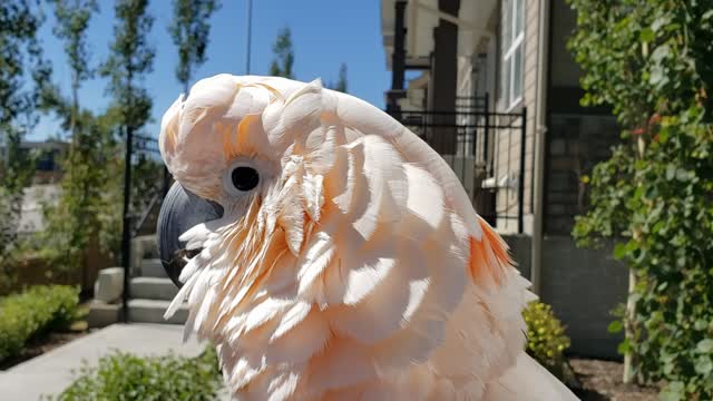 Cockatoo perfectly the sound a chicken makes