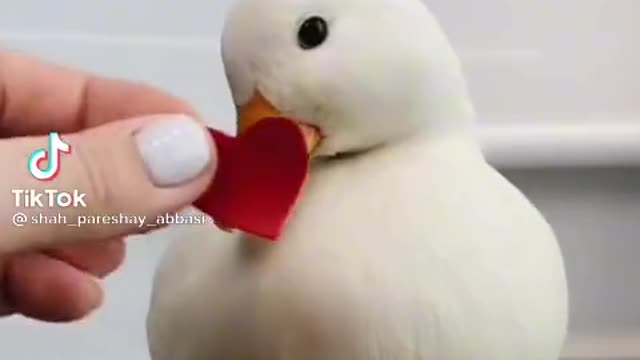 beautiful duck no love dunyy