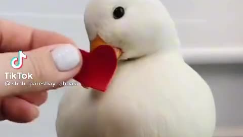 beautiful duck no love dunyy