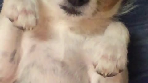 Tan white dog lays on back while owner massages his ears