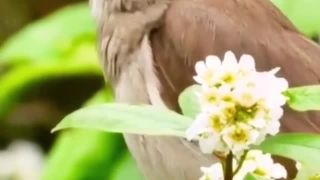 singing bird
