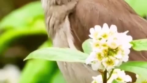 singing bird
