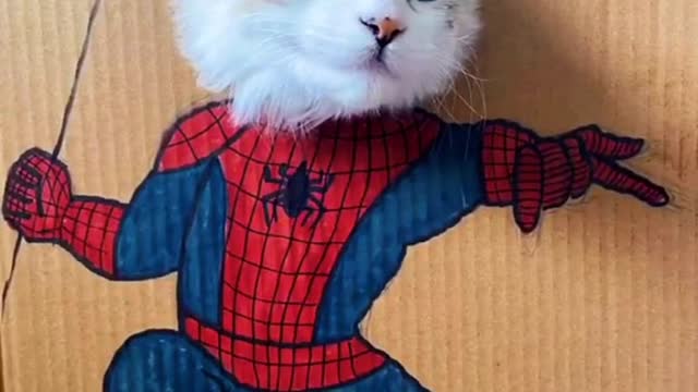 super hero cat