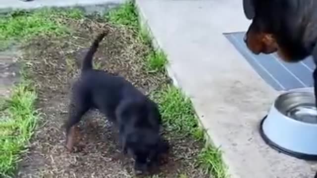 Puppy Rottweiler playing with his mother lovely