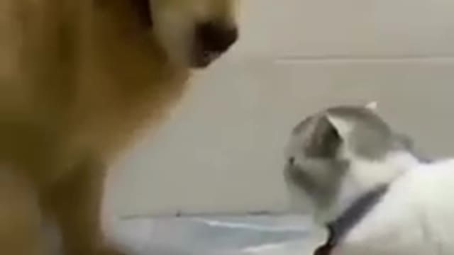 Cat and dog funny video