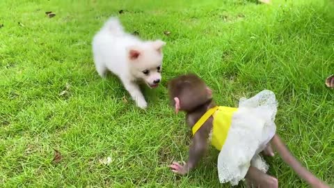 Baby monkey Bon Bon bath in the bathtub and playing with the puppy So cute