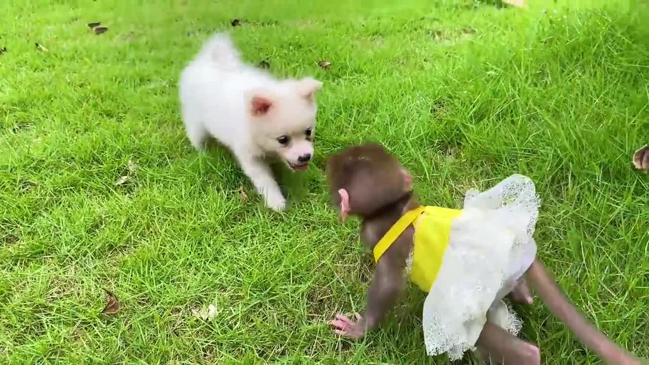 Baby monkey Bon Bon bath in the bathtub and playing with the puppy So cute