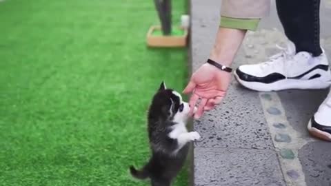 Micro Husky Puppy ''Real'''